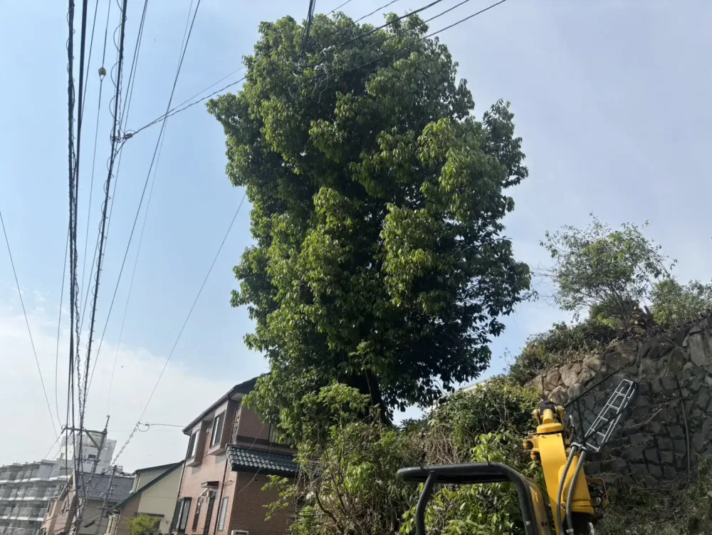 道路に面し電線に枝が掛かった状態の樹木(伐採前)